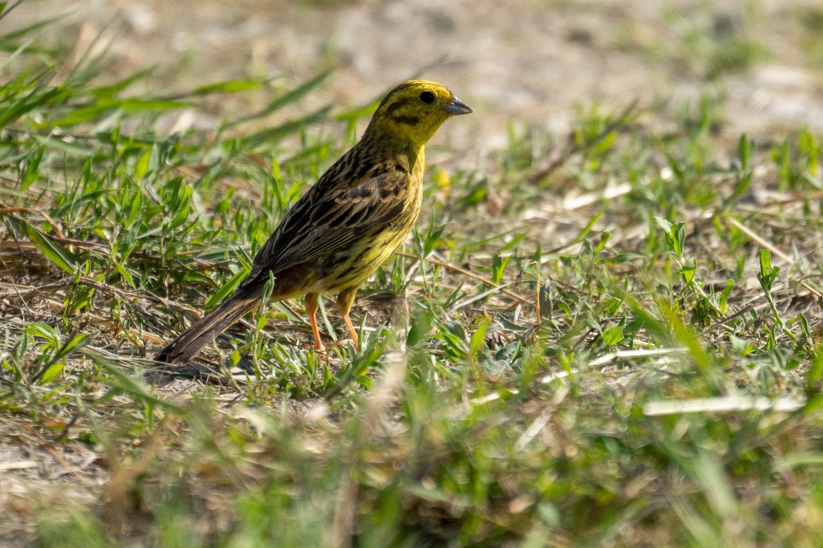 A male yellowhammer, bright yellow head and streaked back, on short grass.